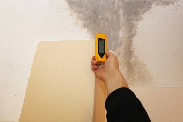 Best Industrial Mold Remediation  in Honokaa, HI