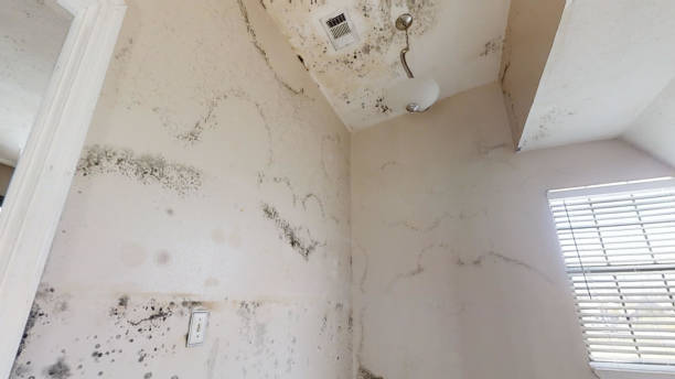 Best Mold-Related Health Consultation  in Honokaa, HI