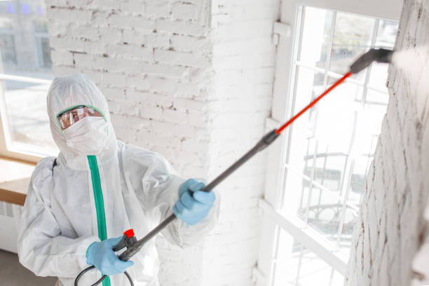 Best Black Mold Removal  in Honokaa, HI