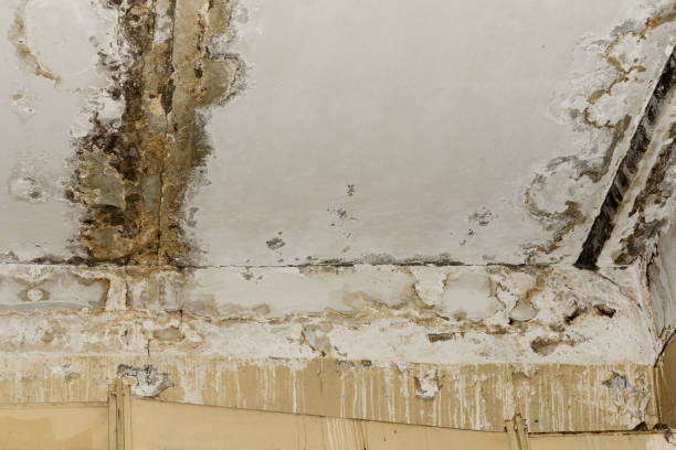 Best Residential Mold Inspection & Testing  in Honokaa, HI